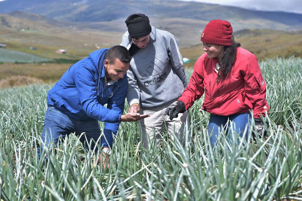 Agricultura sostenible para mitigar el cambio climático en el mundo.