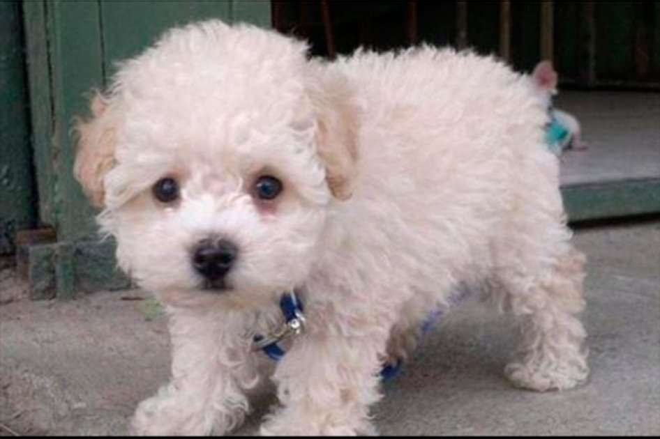 Buddy, el cachorro retenido en el aeropuerto de El Prat.