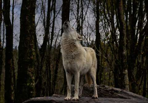 (VIDEO) Mito o realidad: ¿los lobos realmente aúllan a la luna?