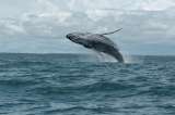 Comenzó temporada de ballenas en el Pacífico; acá algunos consejos para disfrutarla