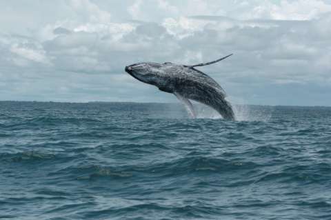 Llegan las ballenas al pacífico colombiano, una experiencia inolvidable