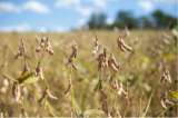 Brasil está cerca de convertirse en el primer productor mundial de soya
