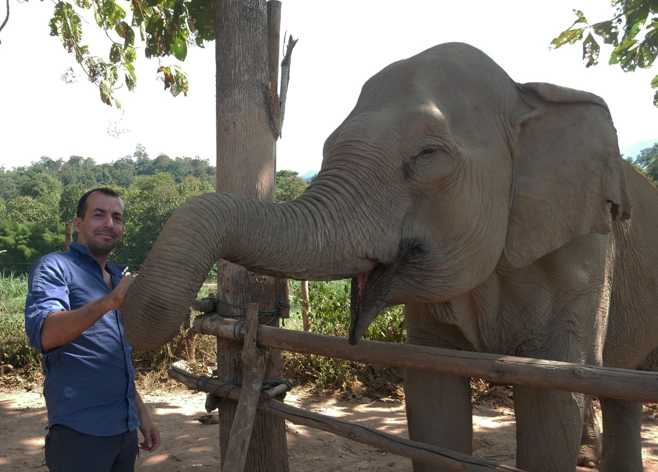 Día mundial del elefante