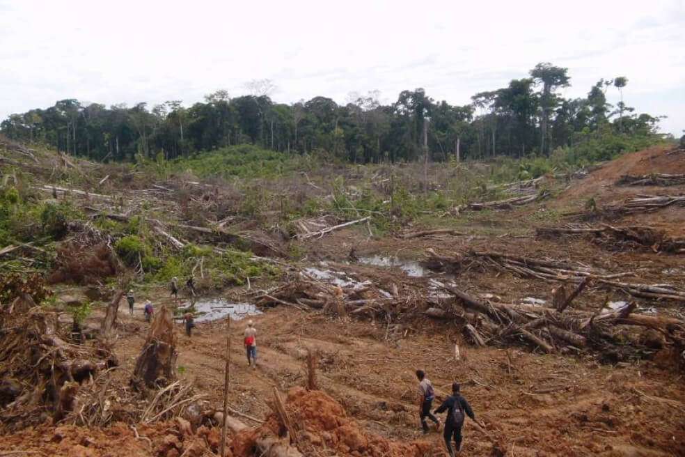La deforestación de la Amazonía no solo trae daños ambientales sino que también afecta la salud humana. / Serfor – Perú.