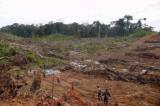 La deforestación aumenta riesgo de nuevas enfermedades