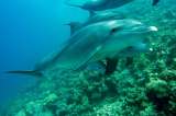 Derogan polémica resolución que permitiría la pesca de delfines en Colombia