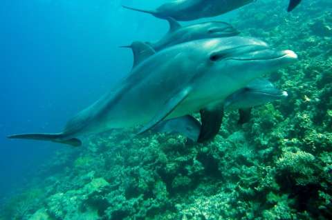 Delfines hembra tienen un clítoris funcional para sentir placer