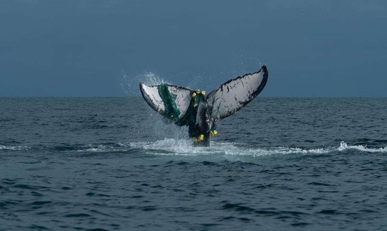 Ballena nada con una red de pesca enredada en su cola. Como explica Ávila, las consecuencias de un enmallamiento en esta zona del cuerpo suelen ser fatales. Foto tomada a mediados de agosto de este año en Bahía Málaga. Crédito: Cortesía. Foto tomada por Paola María Sánchez.