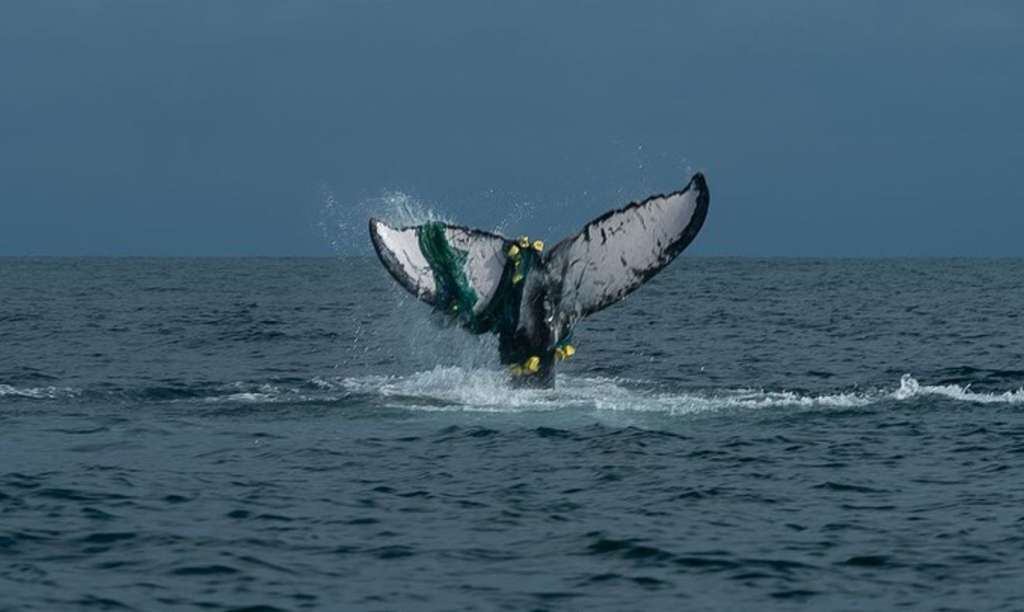 Ballena nada con una red de pesca enredada en su cola. Como explica Ávila, las consecuencias de un enmallamiento en esta zona del cuerpo suelen ser fatales. Foto tomada a mediados de agosto de este año en Bahía Málaga. Crédito: Cortesía. Foto tomada por Paola María Sánchez.
