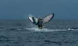 En el Pacífico colombiano, cada vez más ballenas se enredan en las redes de pesca