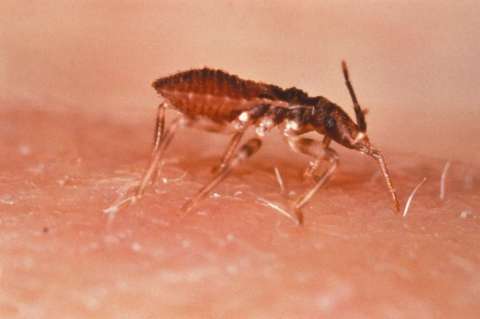 Colombia aprueba el principal medicamento para tratar la enfermedad de Chagas