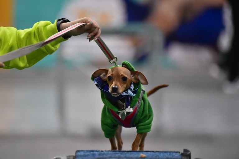 Ideas innovadoras para cuidar y dar el mejor bienestar a sus mascotas