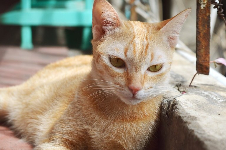 ¡Prográmese! Así se realizarán las jornadas gratuitas de esterilización animal en marzo