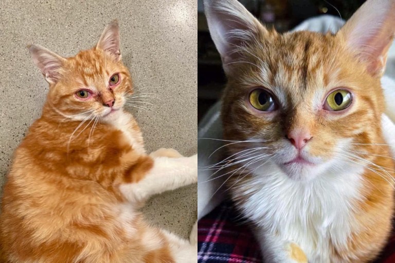 Un rescate cambia la vida de este gatito: de las calles a un hogar lleno de amor