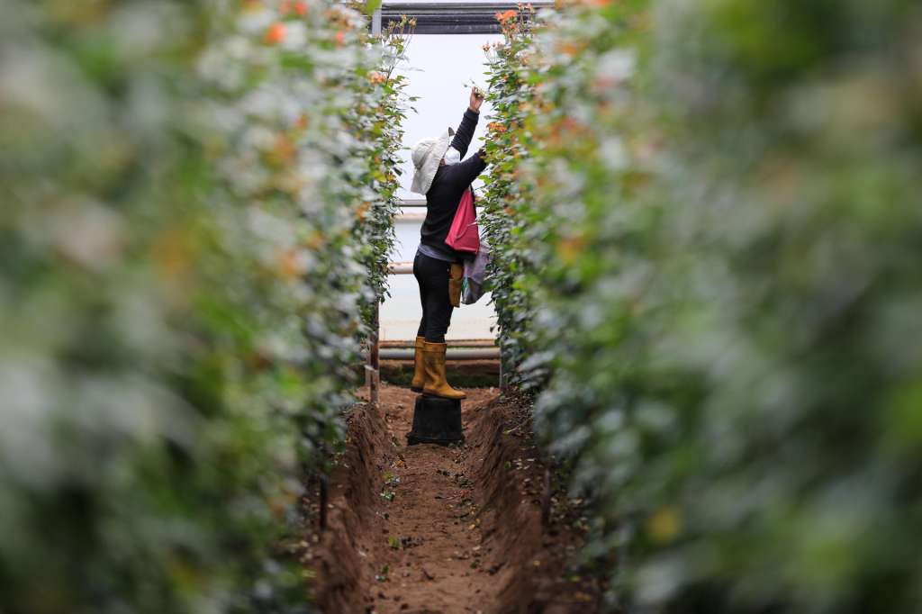ACOMPAÑA CRÓNICA: ECUADOR FLORES QUI01. QUINCHE (ECUADOR) 02/05/2025.- Una persona trabaja en la florícola Esmeralda Farms, el 29 de abril de 2025 en el sector del Quinche (Ecuador). Las flores ecuatorianas son exportadas para el día de la Madre. Como un mensaje de amor en forma de pétalos, que en esta temporada llegarán a miles de madres en distintas partes del mundo, las rosas ecuatorianas cruzan mares y montañas con sus vibrantes colores, que agradecen a su ubicación geográfica y un meticuloso cuidado en el corazón de los Andes. EFE/José Jácome