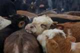 Sentencia histórica: prohíben el sacrificio de animales en rituales religiosos