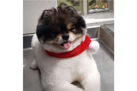 Piden investigar muerte de Kenzo, perro pomerania, que murió en un vuelo de Satena