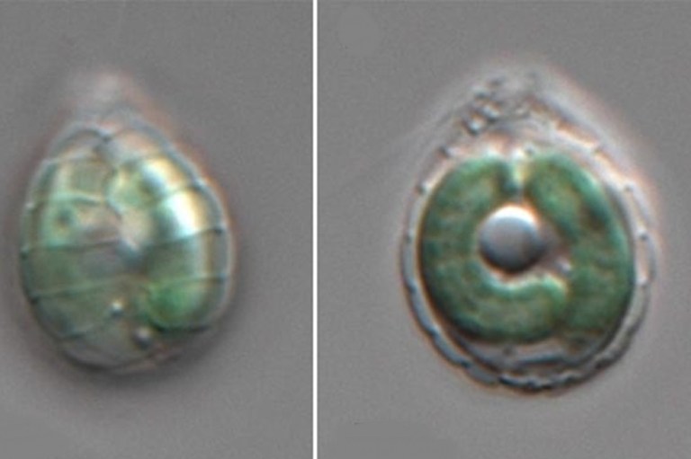 Un microbio da pistas de cómo fue la evolución de la vida en la Tierra