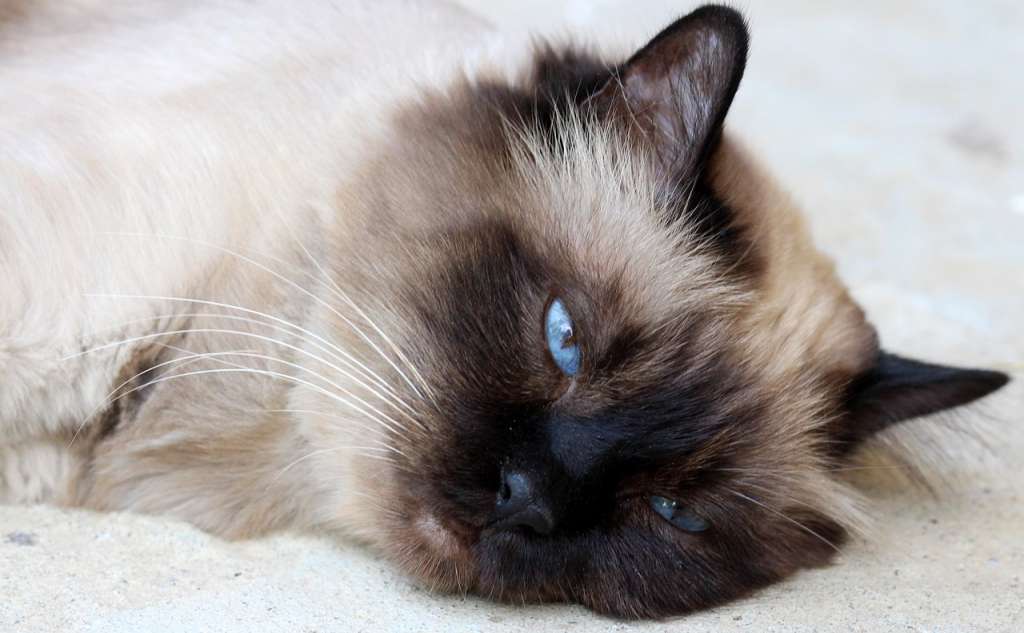 Gato sagrado de Birmania: cosas que quizá no sabía de este felino
