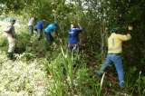 Así trabajan para salvar el bosque tropical del Caribe