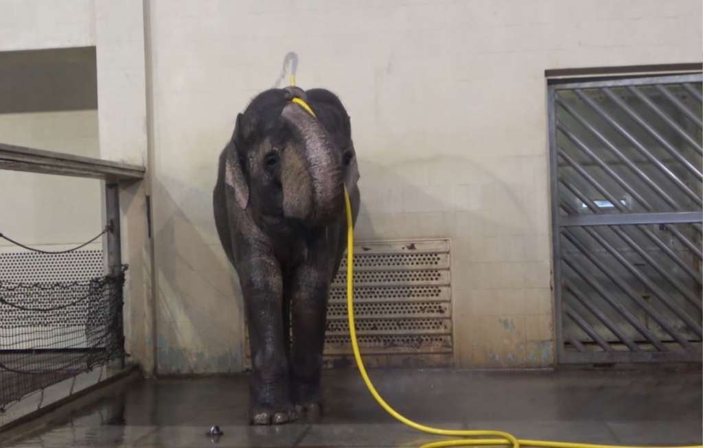 El uso de la manguera para ducharse por parte de Mary, una elefanta asiática del zoológico de Berlín. /Captura video Urban et al., Current Biology 2024