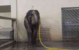 Mary, el elefante que desarrolló una especial técnica de baño