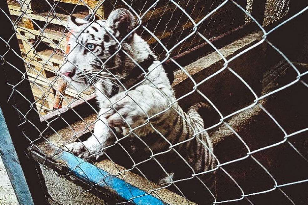 Las inspecciones de caminos realizadas por la Fiscalia General de la República de México interceptaron a este cachorro de tigre blanco oculto en una camioneta pick-up. / INTERPOL
