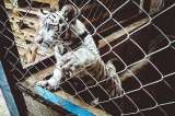 600 capturados tras gran operación mundial contra el tráfico de fauna