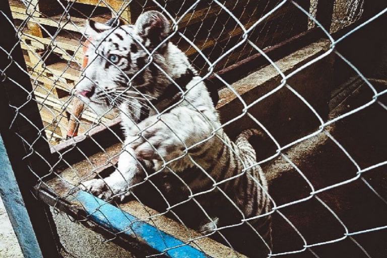 600 capturados tras gran operación mundial contra el tráfico de fauna