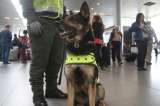 "‘Adopta un héroe": la campaña para adoptar perritos de la Policía de Bogotá