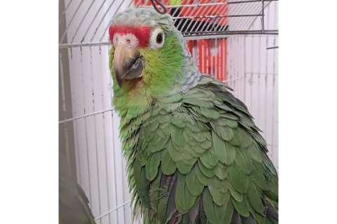 Autoridades recuperan más de 670 animales silvestres en Bogotá
