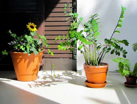 Paso a paso para reproducir una planta ZZ en casa