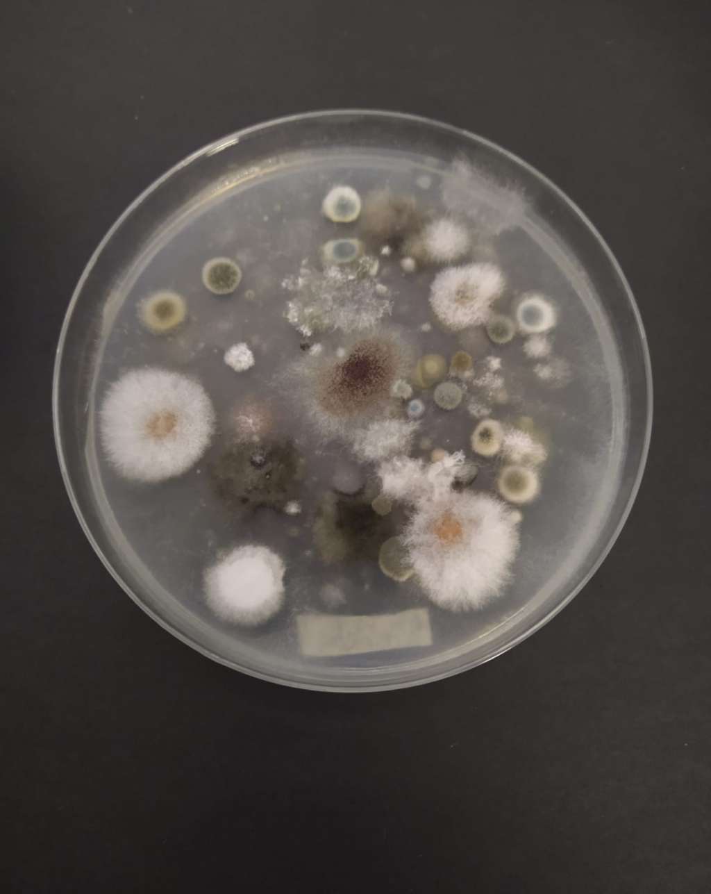 Los investigadores hicieron un muestreo de bioaerosoles cultivables de la Amazonia.