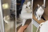 Un gato se convierte en estrella al ayudar a su dueño que se encerró en el balcón