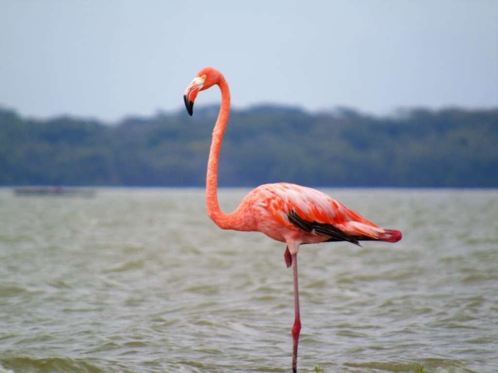 Flamencos La Guajira