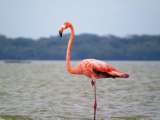 En fotos: cerca de 1000 flamencos llegaron a Santuario de Fauna y Flora en la Guajira