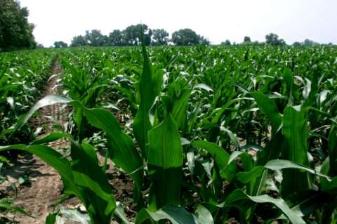 Sustitución de importaciones para lograr seguridad alimentaria anuncia Minagricultura