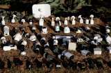 Las 2 armerías legales de México y la compleja relación del país con las armas