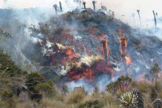 Incendios forestales. / Archivo