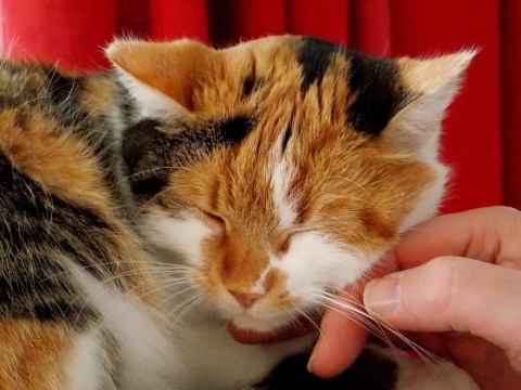 ¿Por qué algunos gatos no ronronean? Estas son las extrañas razones