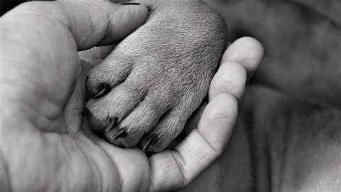 ¿Podría pedir una licencia por la muerte de su mascota?