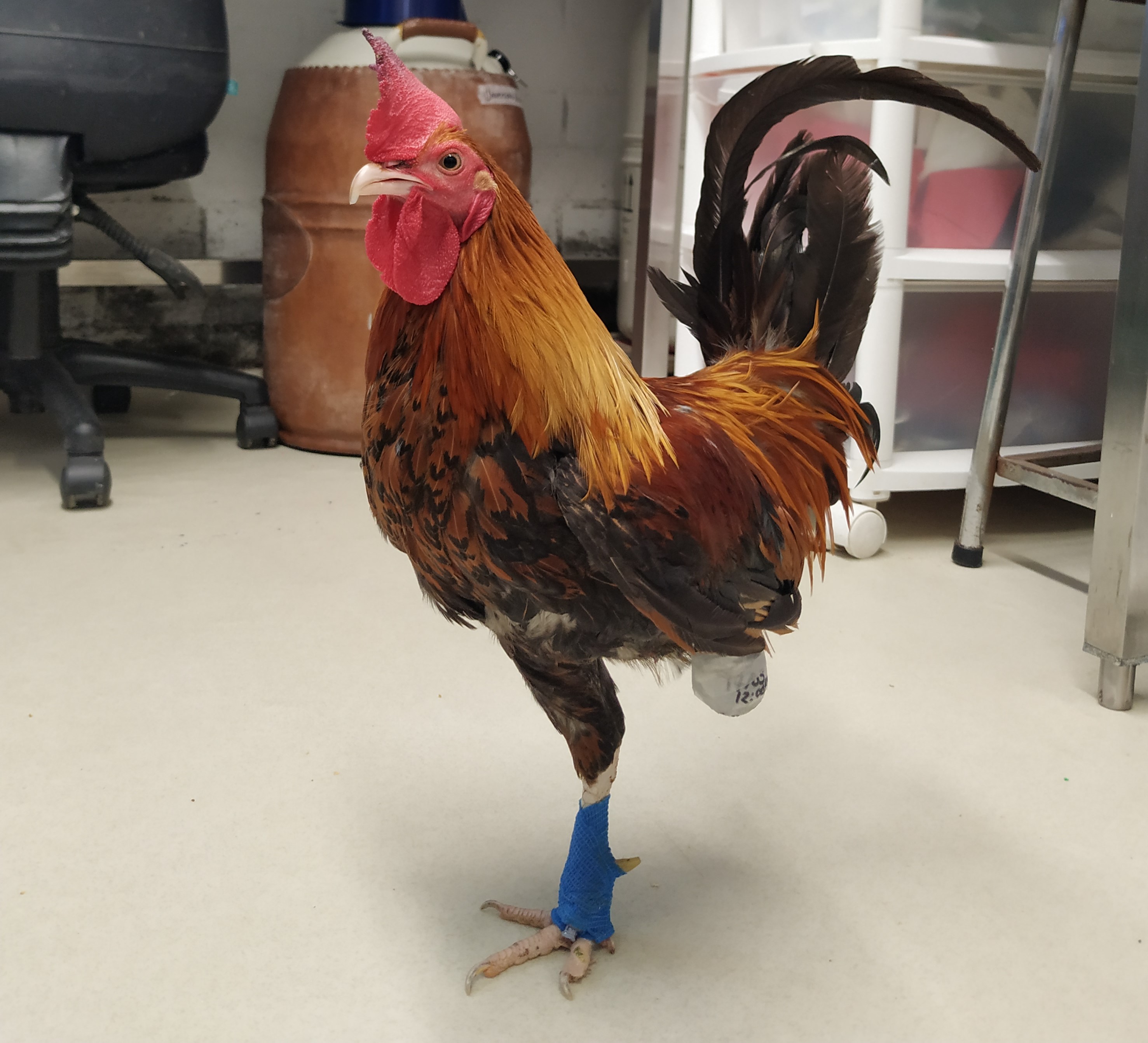 El gallo Emilio estuvo, por dos semanas, con una de sus patas atada a una cuerda, perdiendo así la vitalidad de su miembro inferior.