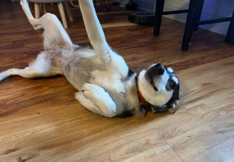 Cora no está microchipeada y parece ser una perra joven, posiblemente una cachorra.