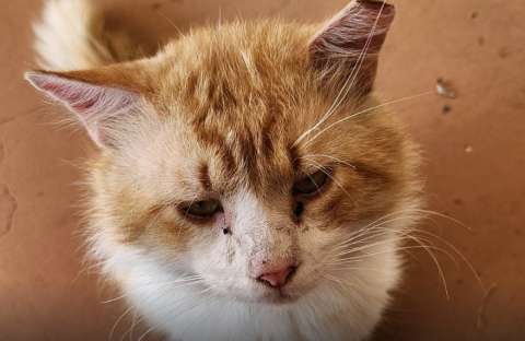 George, el gato que escapó tras esterilización y caminó 5 km para volver a casa