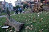 Aceptan acción popular contra la tala de 462 árboles en Teusaquillo