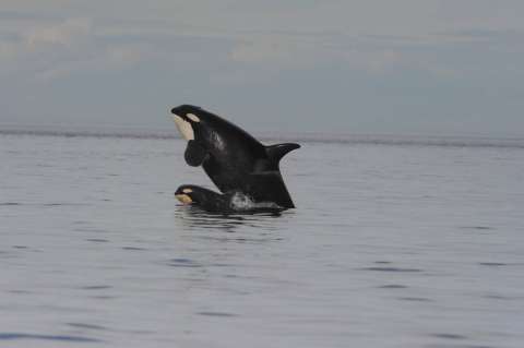 Por primera vez, se observan orcas en el Santuario de Fauna y Flora Malpelo