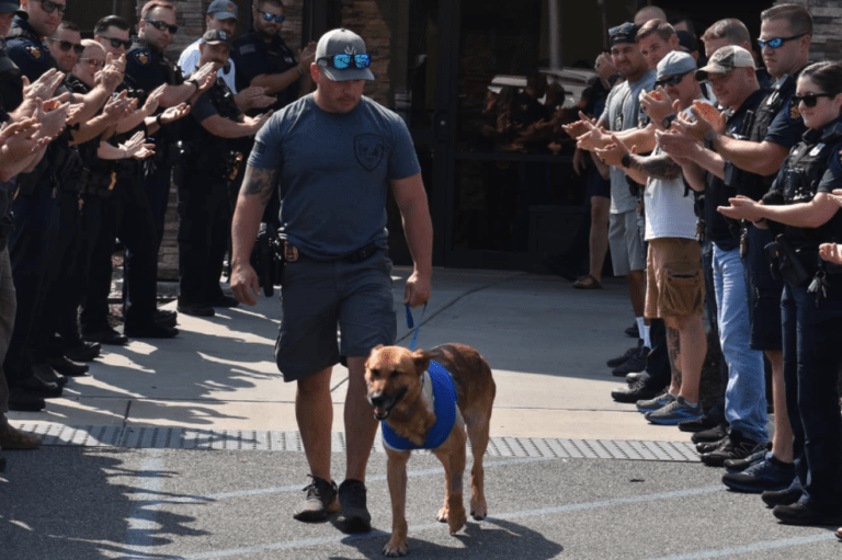 Perro policía sobrevive tras ser apuñalado en Nueva York