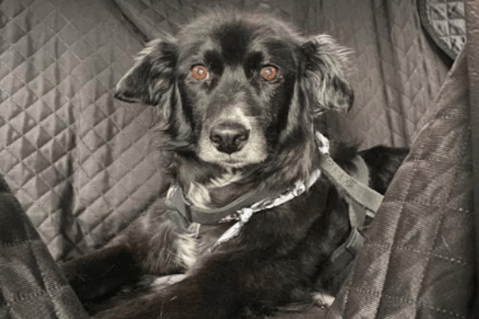 Ella es Candy: la primera perrita en Colombia con un marcapasos