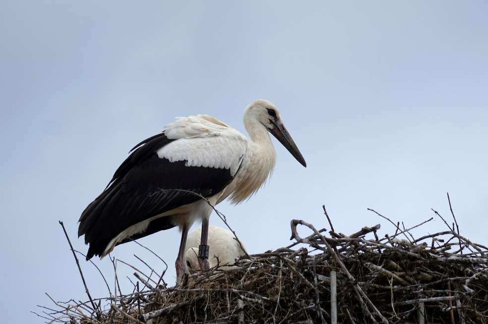 Cigüeña blanca (Ciconia ciconia)
