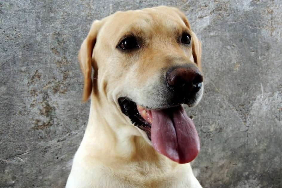 Los labradores retrievers son más propensos que otras razas a ser obesos. / Pixabay